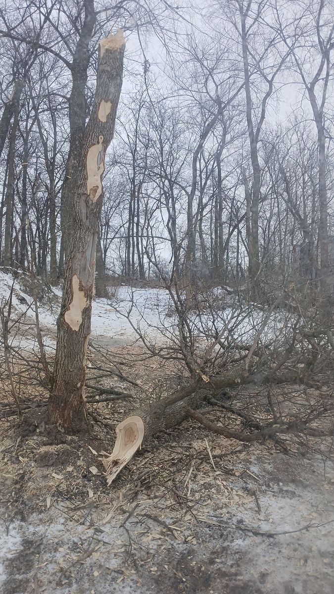 Tree Removal for Willing Trucking & Excavating in Evansville, WI