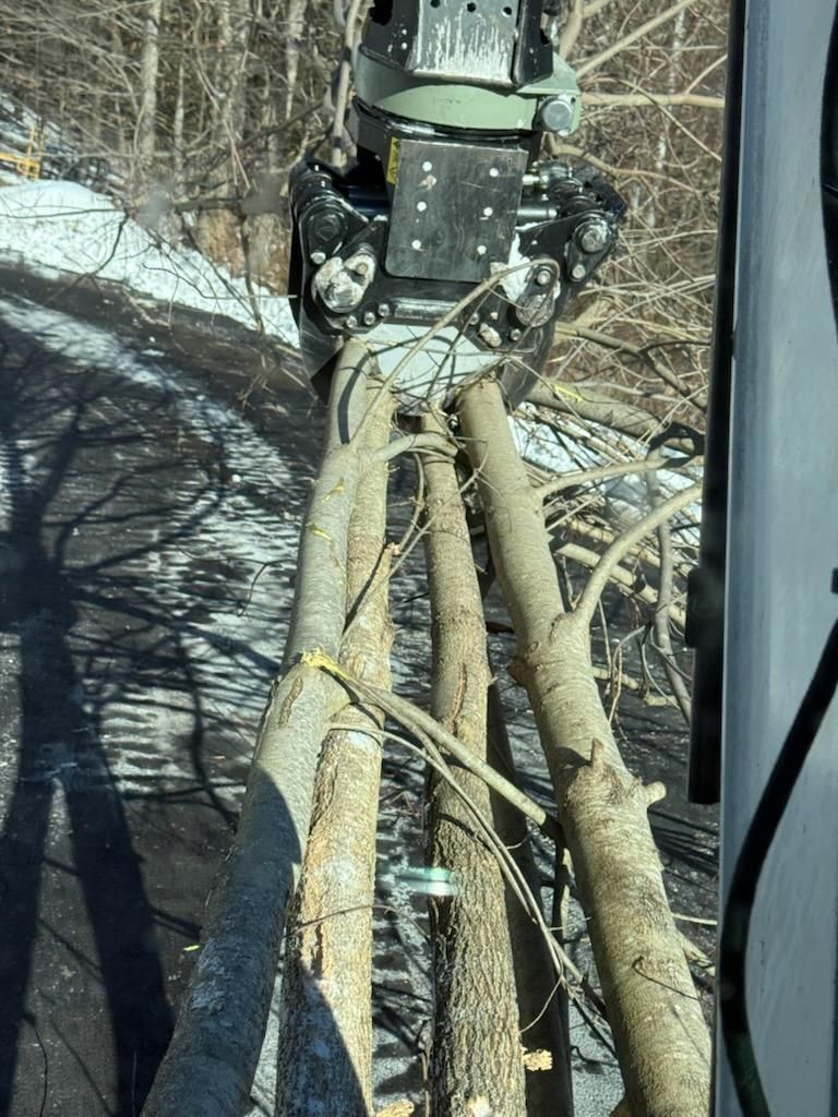 Tree Removal for Abair Tree Service in Weare, NH