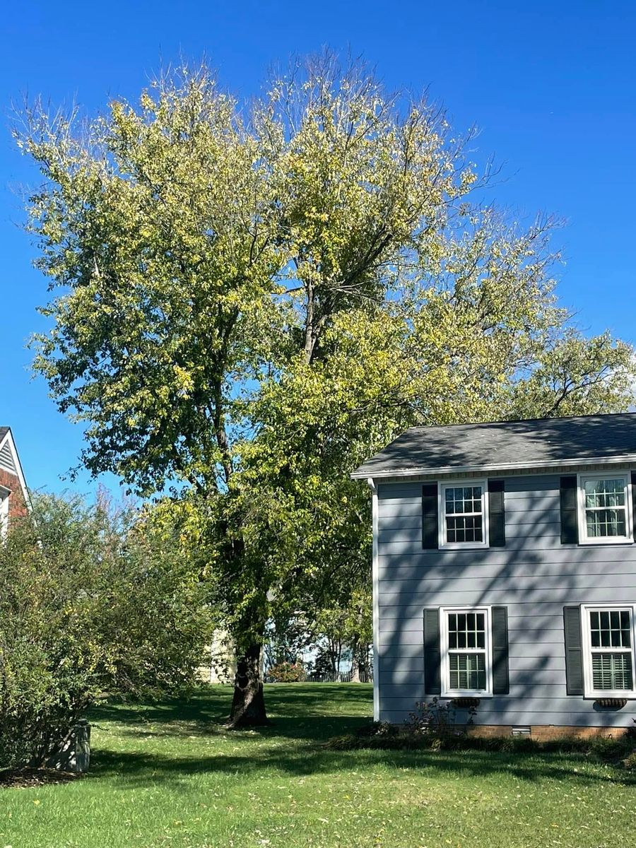 Tree Trimming for Jace’s Tree & Stump Removal in Franklin, TN