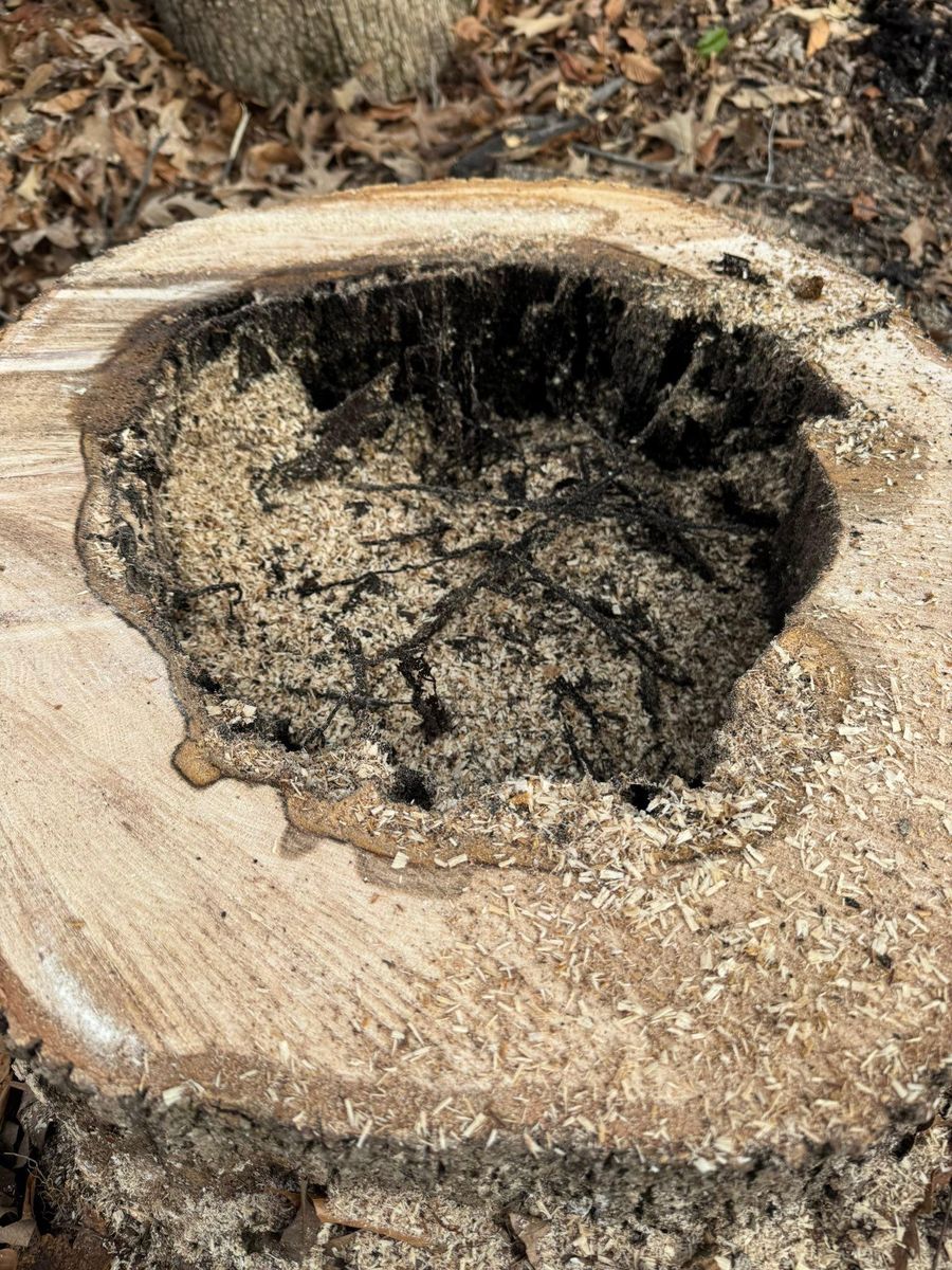 Stump Removal for Branch Out Tree Care LLC in Fredericksburg, VA