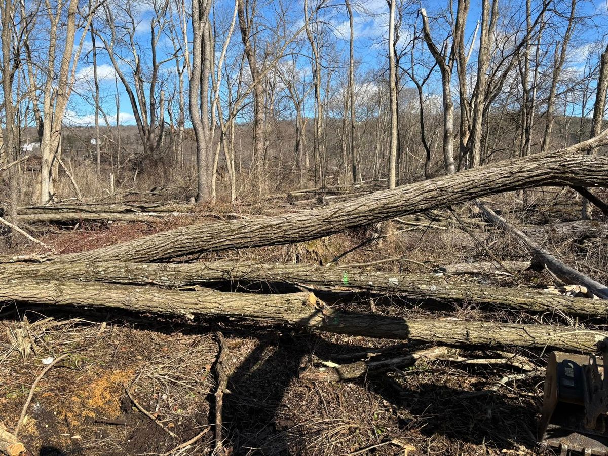 Logging for Brax Forestry in Endicott, NY