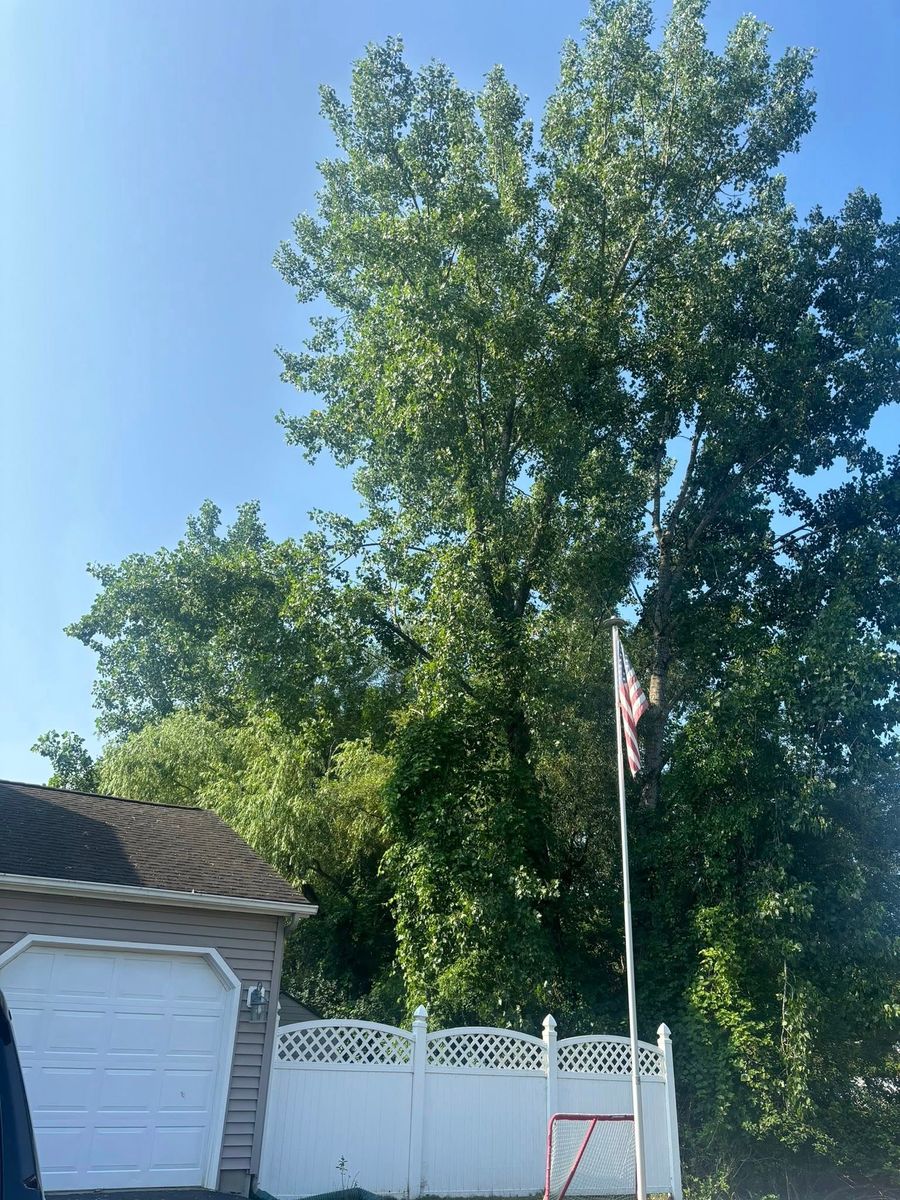 Tree Pruning for T's Trees in Albany, NY