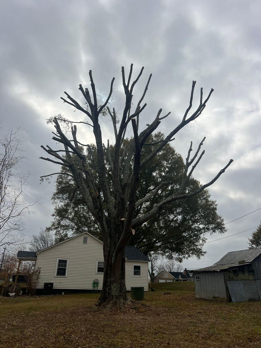 Fall Clean Up for Brooks Tree Service, LLC in Casar, NC