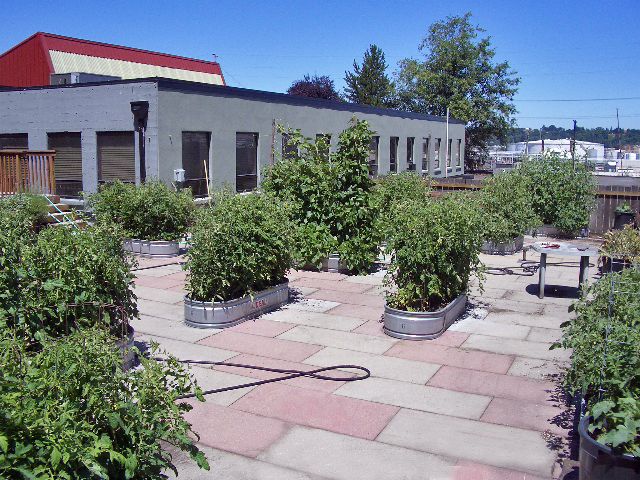 Garden Roofs for Anderson Roofing in Portland, OR