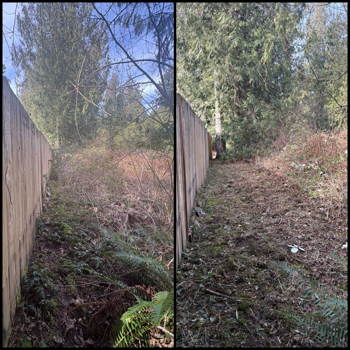 Brush Clearing - Bramble Clearing - Blackberry Clearing for Golovin Property Services LLC in Marysville, WA