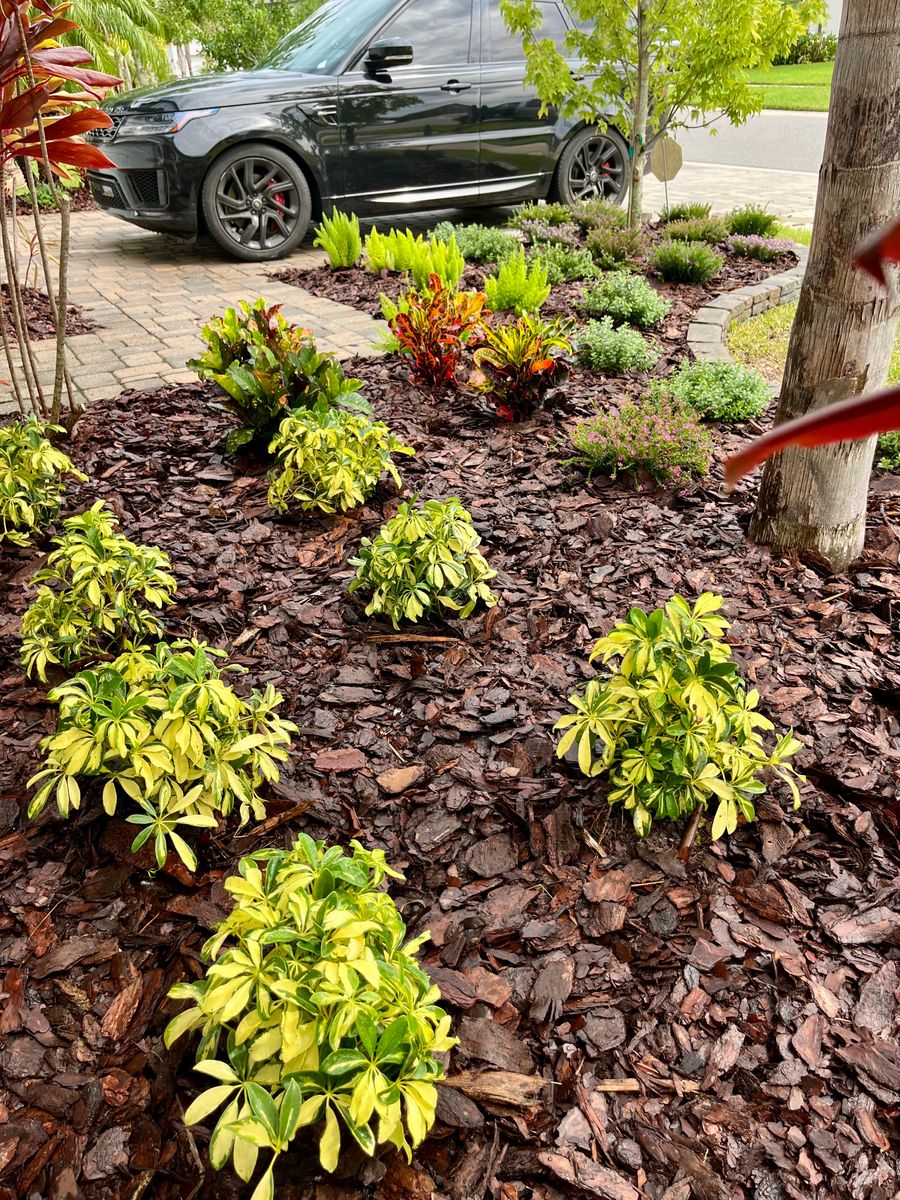 Mulch Installation for Verimay's Garden and Landscaping in Hillsborough County, FL