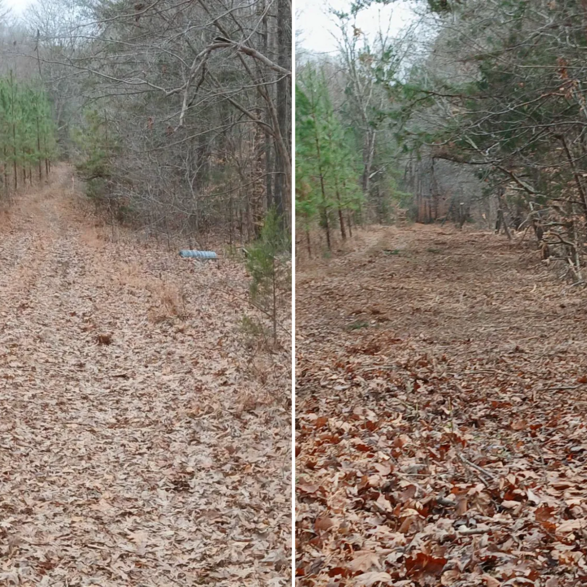 Forestry Mulching for Whiskey Ridge Mulching & Land Services in South Boston, VA