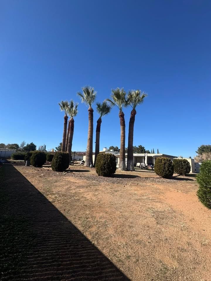 Tree Pruning for By Faith Landscaping in Sierra Vista, AZ