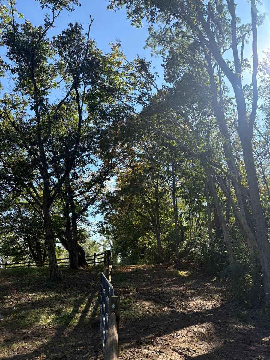 Tree Trimming for Dig-It Tree Company in Mason, OH