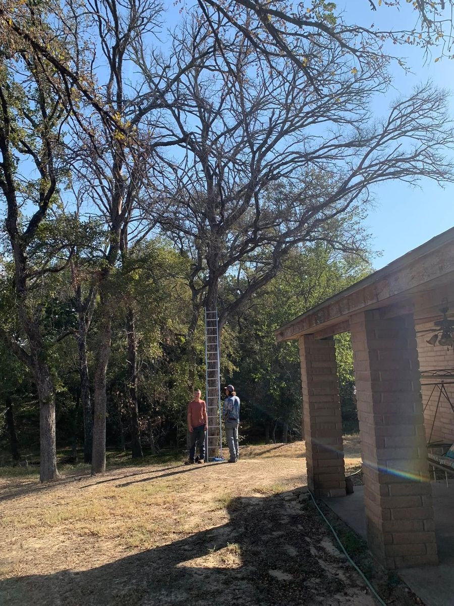 Tree Removal for Marks Tree Service in Fort Worth, TX