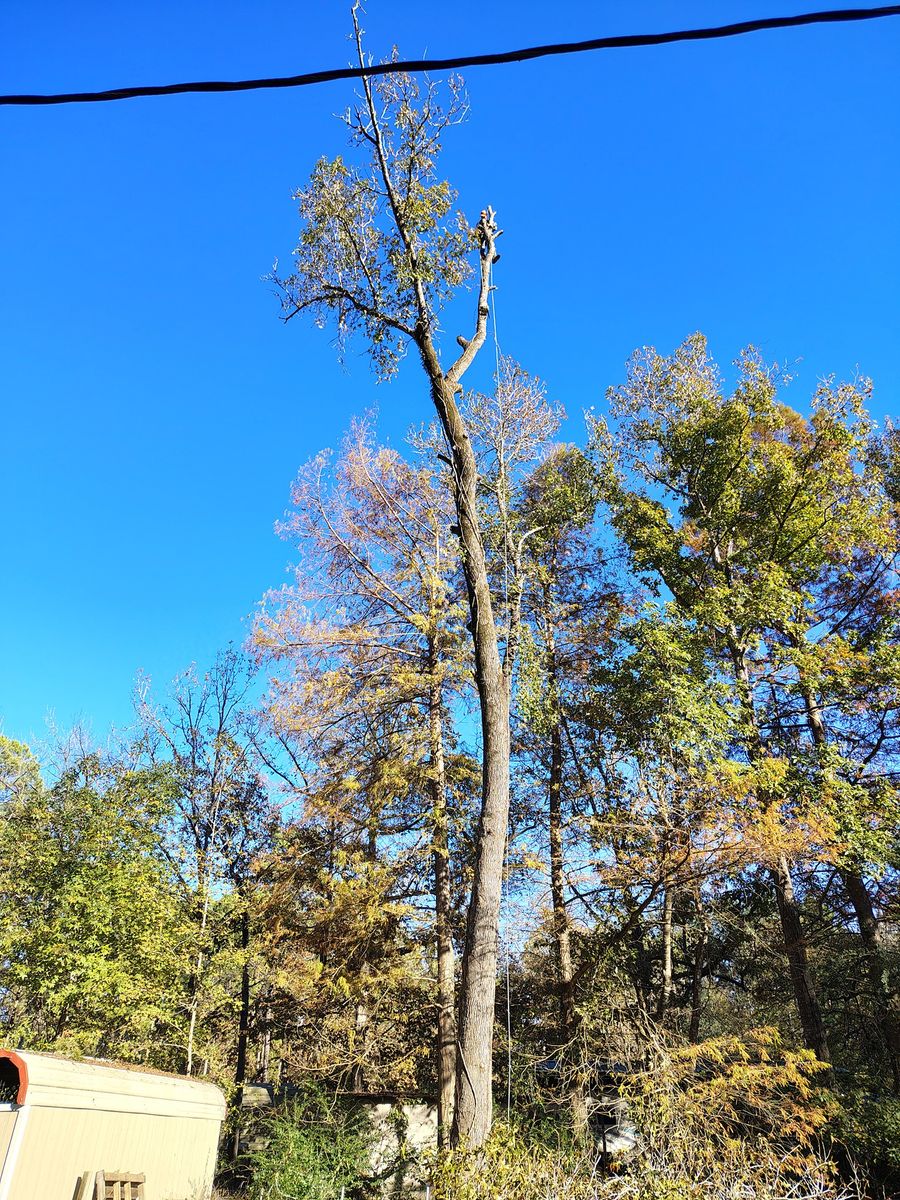Tree Trimming for Alpers Tree Services in Cleveland, TX