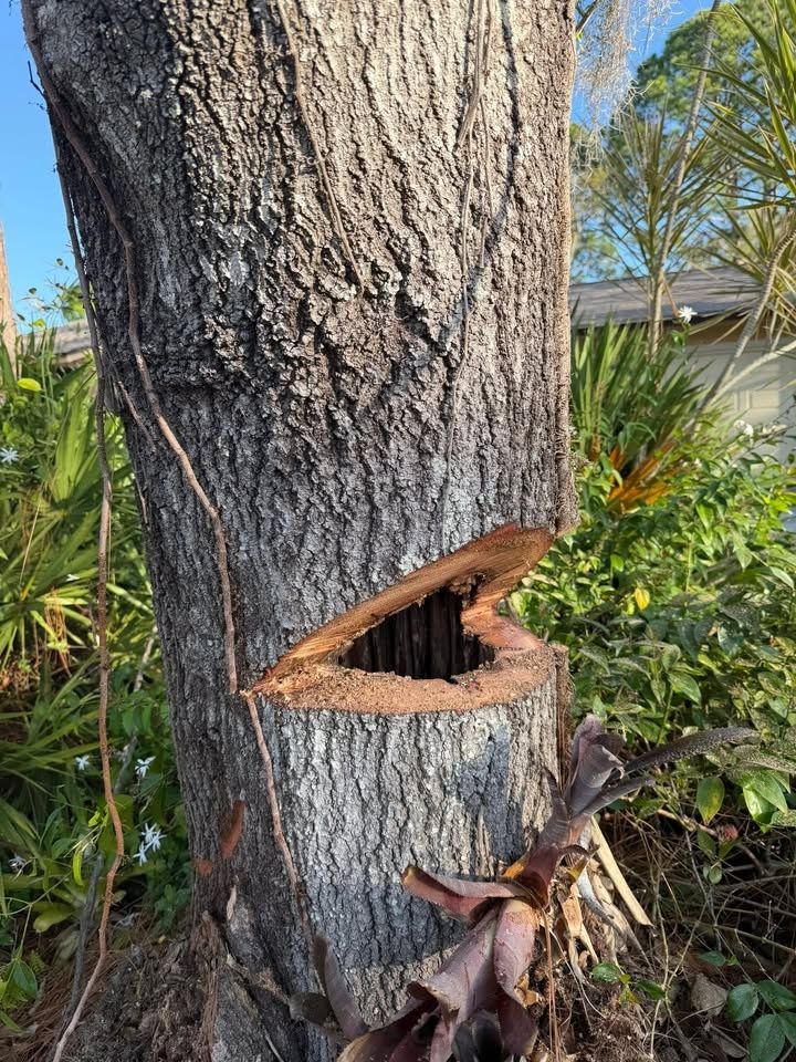 Tree Removal for Damian’s Tree Care in Sarasota, FL