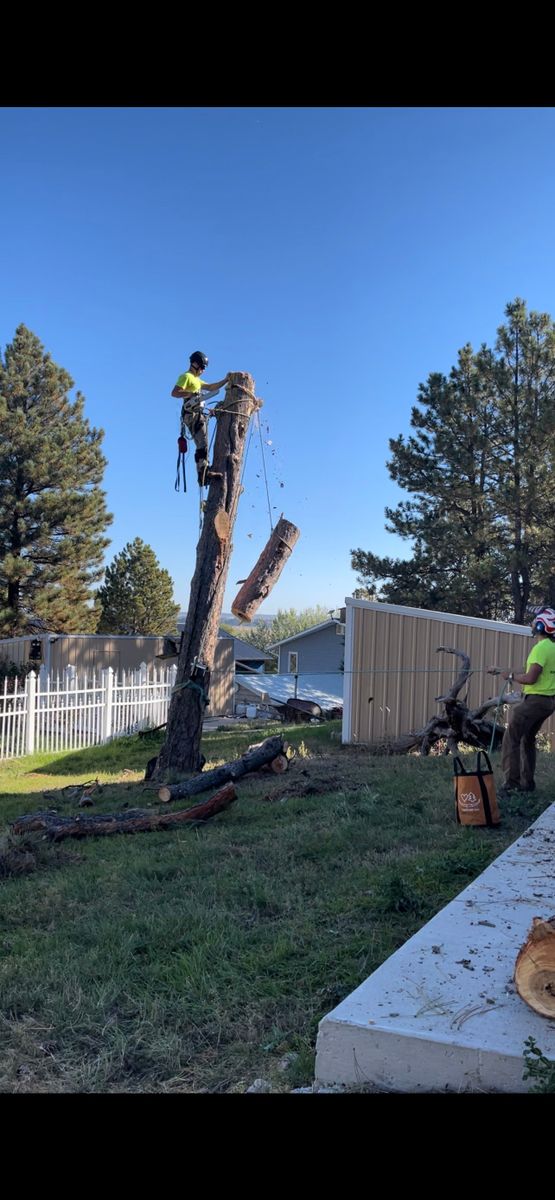 Tree Trimming for Clean Cut Tree Service in Gillette, WY