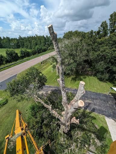 Tree Trimming for Regal Tree Service and Stump Grinding in Wauchula, FL