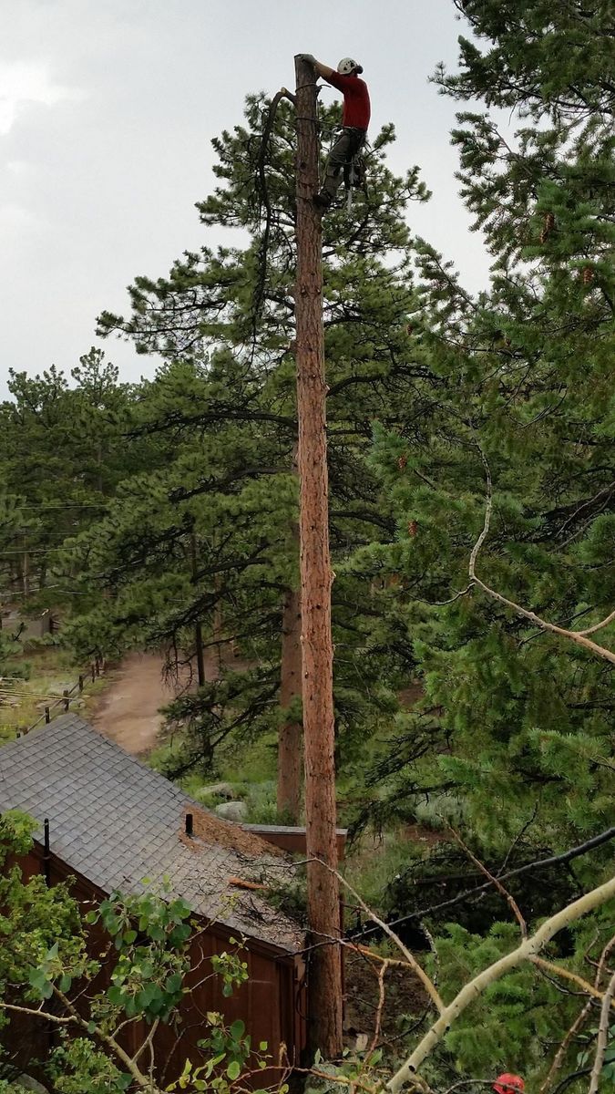 Tree Pruning & Removal for Beetle Busters LLC in Centennial, CO