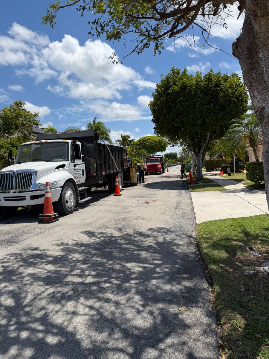 Tree Trimming for Nurry Tree Services in Miami, FL