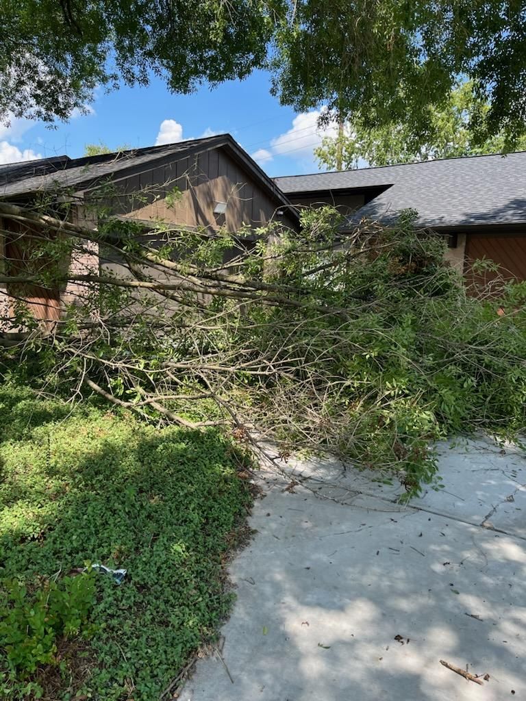 Fall Clean Up for Servin's Tree Care  in Houston, TX