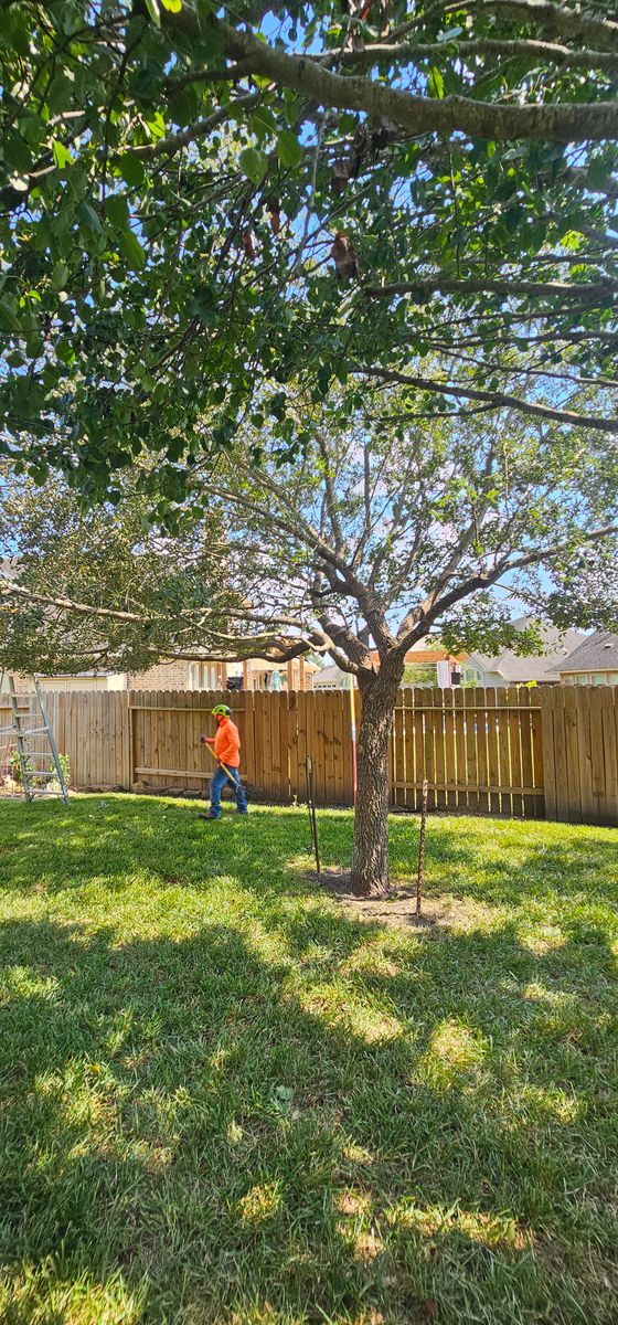 Tree Trimming for Servin's Tree Care  in Houston, TX