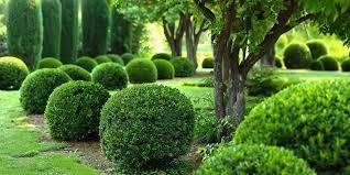Tree and Shrub Care for Soto Green Co. in Milford, PA