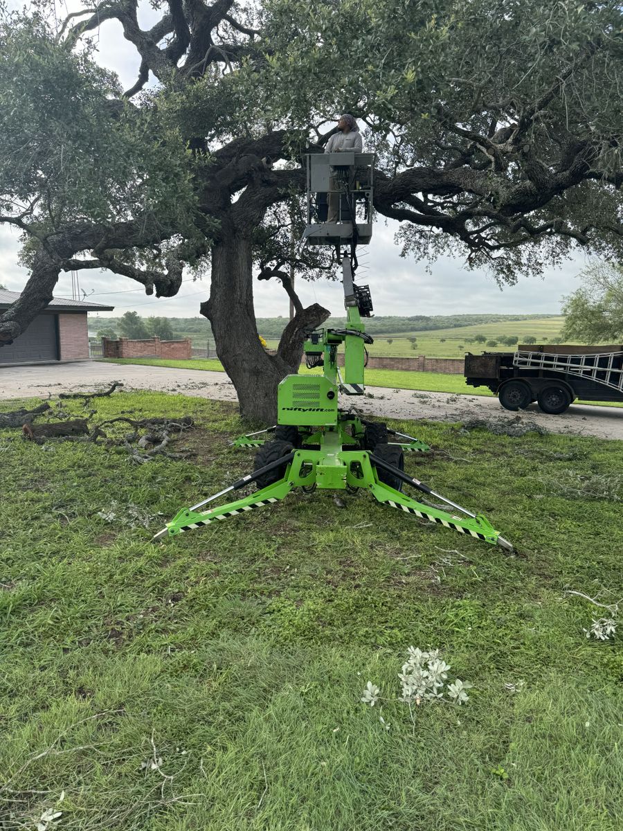 Tree Pruning for Braun Tree Service in Floresville, Texas