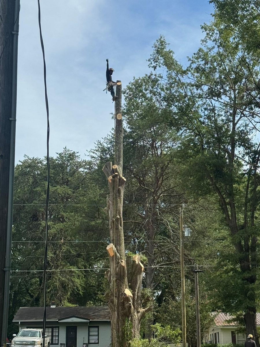 Tree Removal for Pedro's Tree Removal in Charlotte, NC