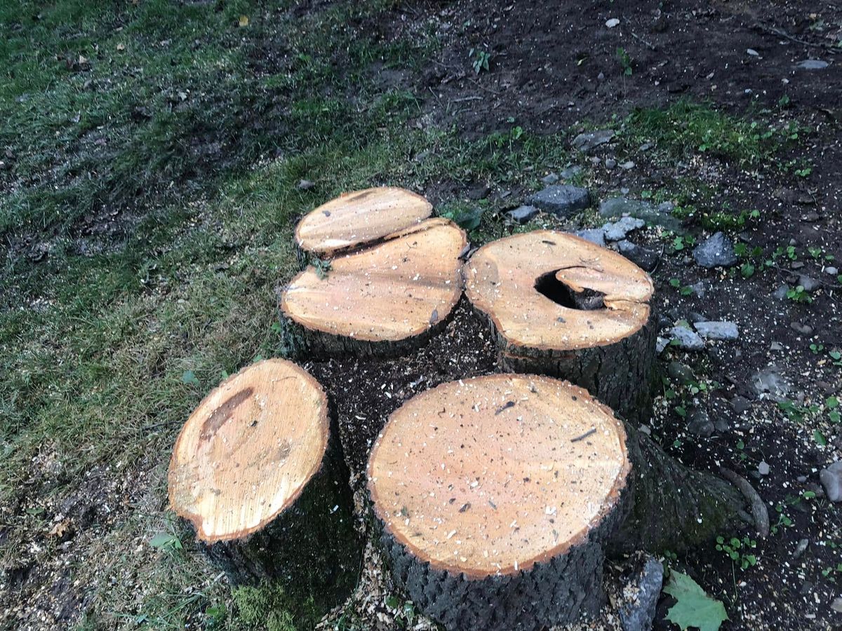 Tree Removal for All American Tree Services LLC in Dallas, PA