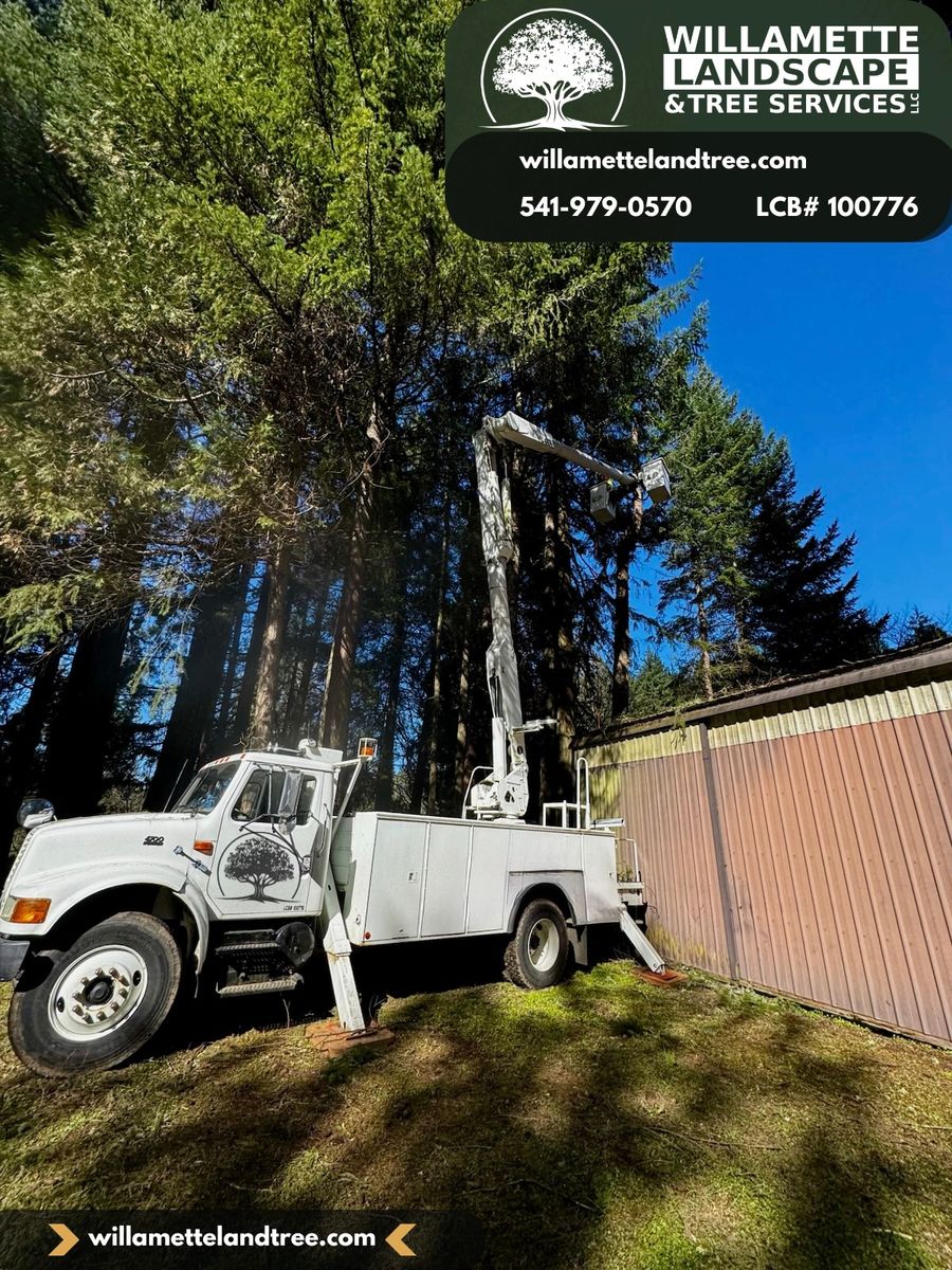 Tree Trimming for Willamette Landscaping & Tree Services in Albany, OR
