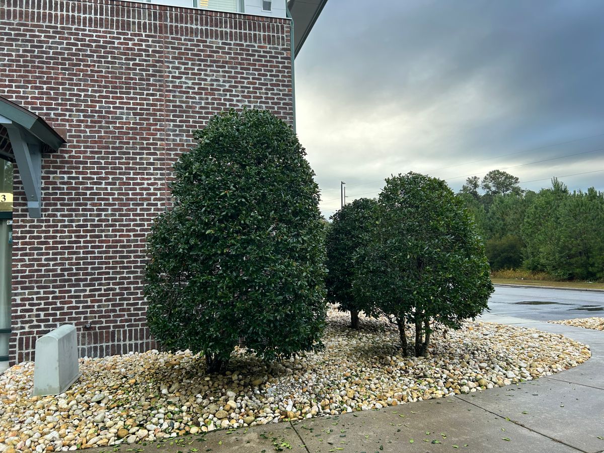 Shrub trimming for Top Notch Landscape in Sneads Ferry, NC