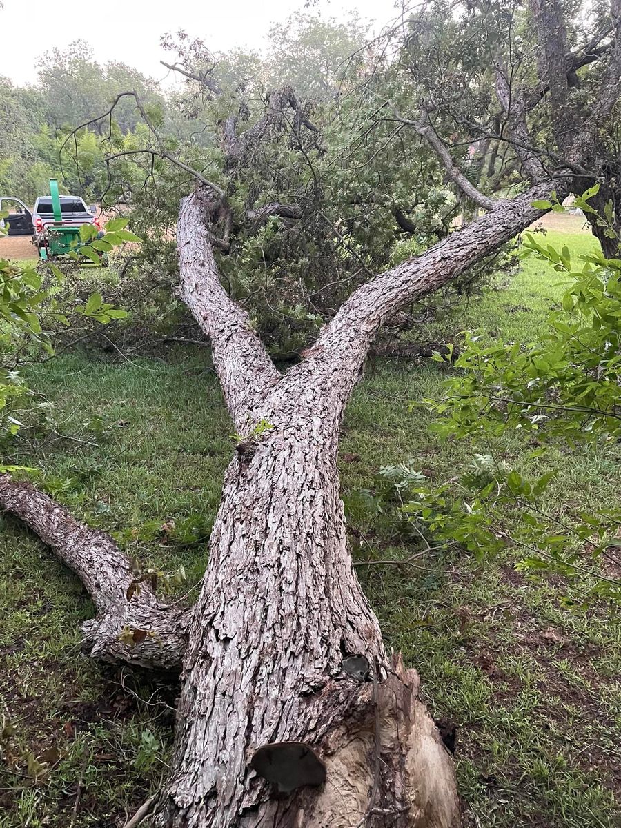 Tree Removal for Z’s Trees LLC in Grey Forest, TX