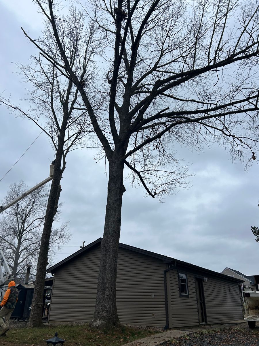 Tree Removal for Optimum Tree Service And Landscaping in Bowling Green, KY