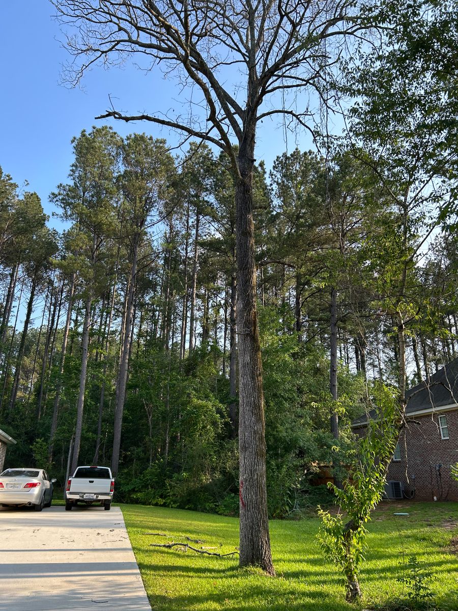 Tree Services for Broadway & McMullen Construction in Hattiesburg, MS