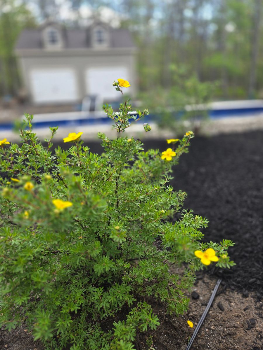 Planting & Pruning for Tony Monaco Landscaping Inc. in Orange County, NY