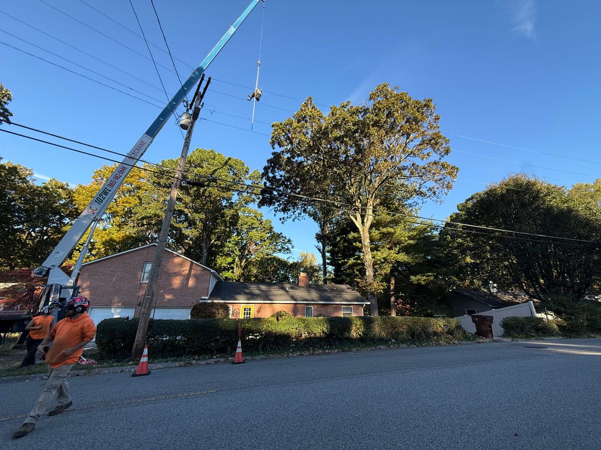 Tree Removal for Lucky’s Tree Removal and Landscape Services in Clinton, TN