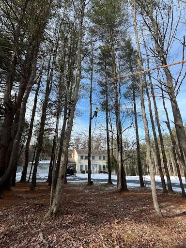 Tree Trimming for Licensed to Cut Tree Service in Athens, PA