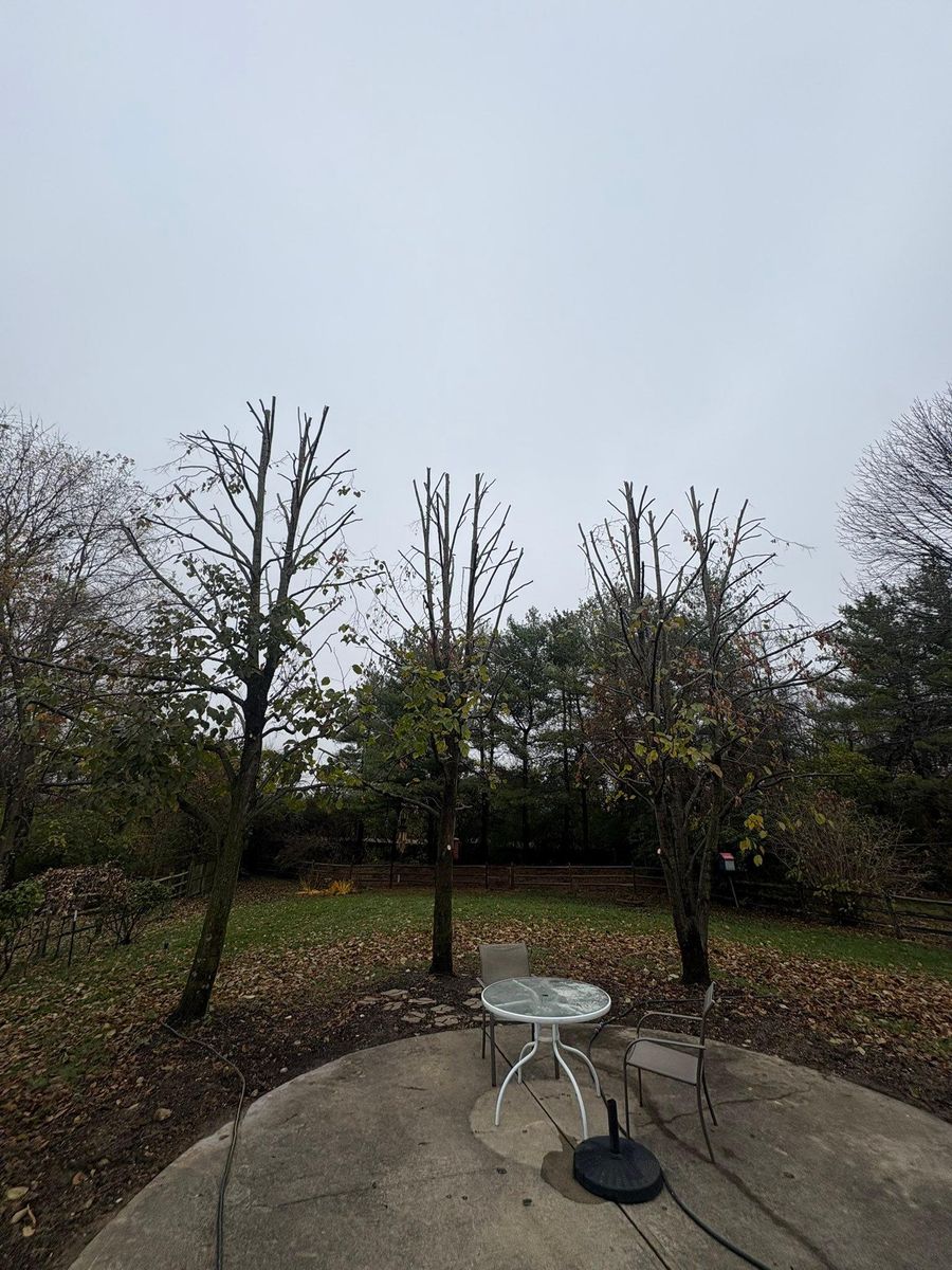 Tree Trimming for Dig-It Tree Company in Mason, OH