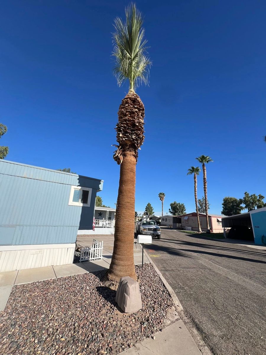 Tree and Stump Removal for Top Notch Landscape Services LLC in Mohave Valley, AZ