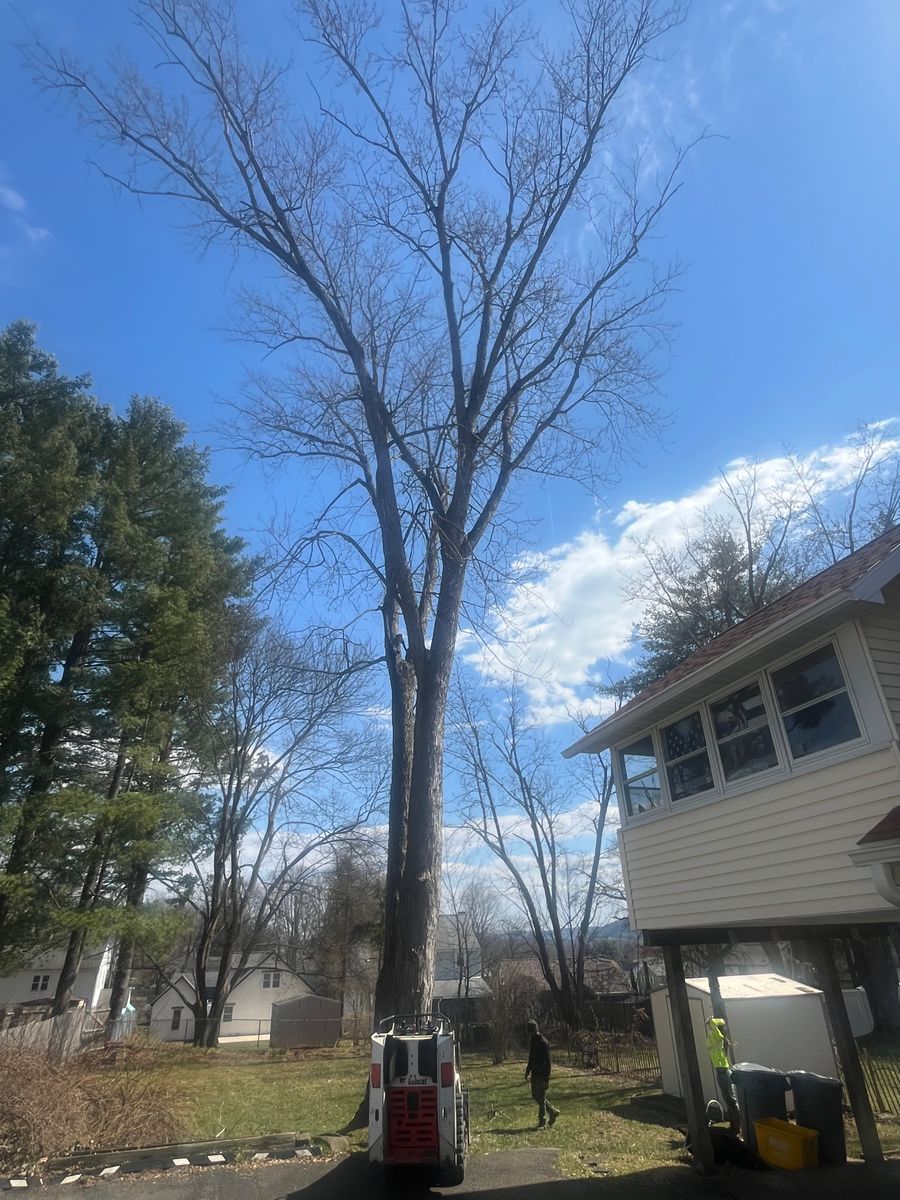 Tree Removal for Licensed to Cut Tree Service in Athens, PA