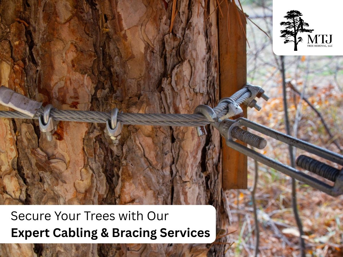 Tree Trimming for MTJ Tree Removal LLC in Zebulon, NC
