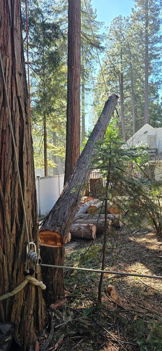 Tree Removal for George Staddan's Professional Tree Care in Placerville, CA