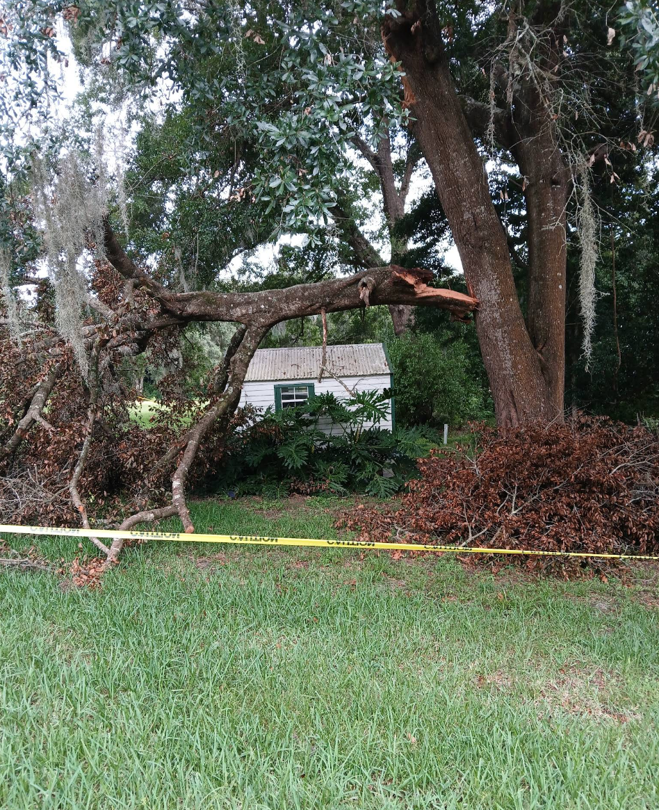 Tree Removal for Perfect Cut Lawn & Tree Care in Citrus Springs, FL