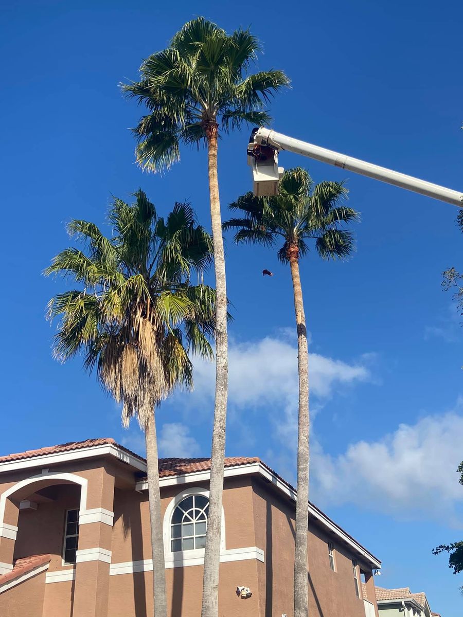 Tree Trimming for Sam's Tree Service in Miami Beach,  FL