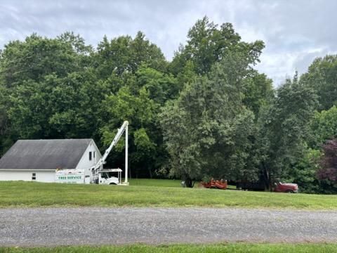 Tree Trimming for El Perico Tree Service and Lawn Care, LLC in Boonville, North Carolina