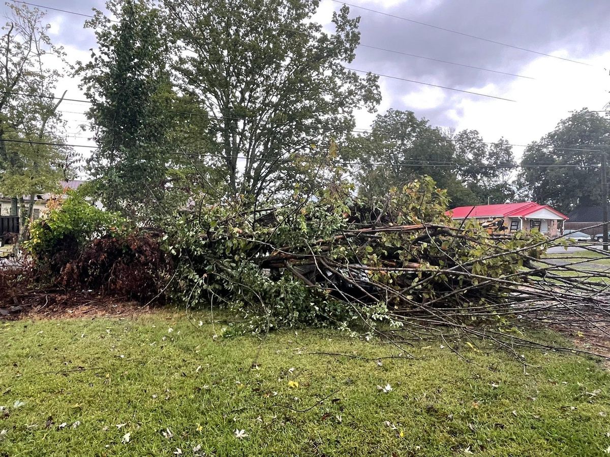 Tree Removal for Ross Family Tree Service LLC  in Hohenwald, TN