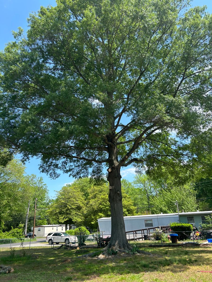 Tree Trimming for Hingewood Tree Service in Salem, NJ