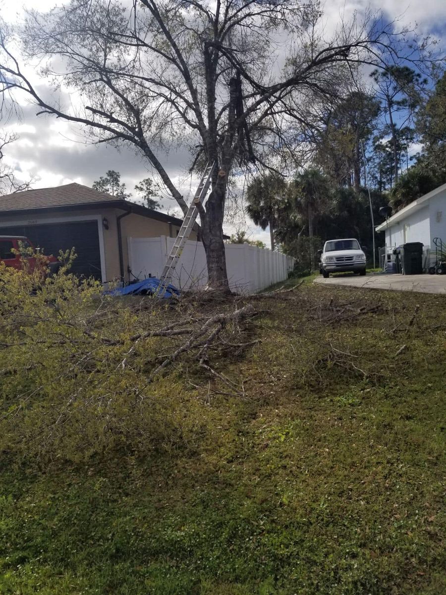 Tree Removal for Nick of Time Tree Service in North Port, FL