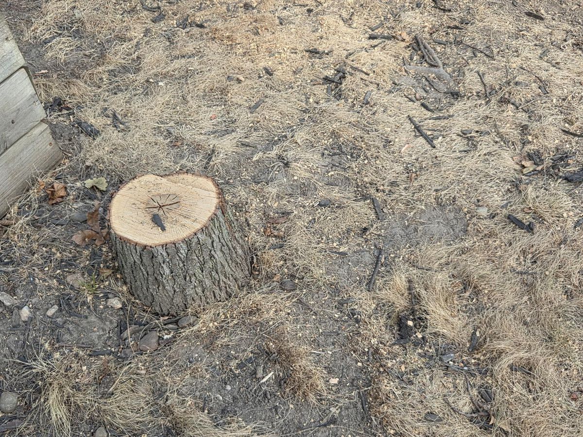 Tree Removal for Lawn Ranger Yard And Tree Service LLC in Ottumwa, IA