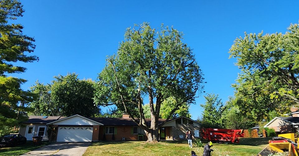 Tree Trimming for F & F Tree Service in Beavercreek, OH
