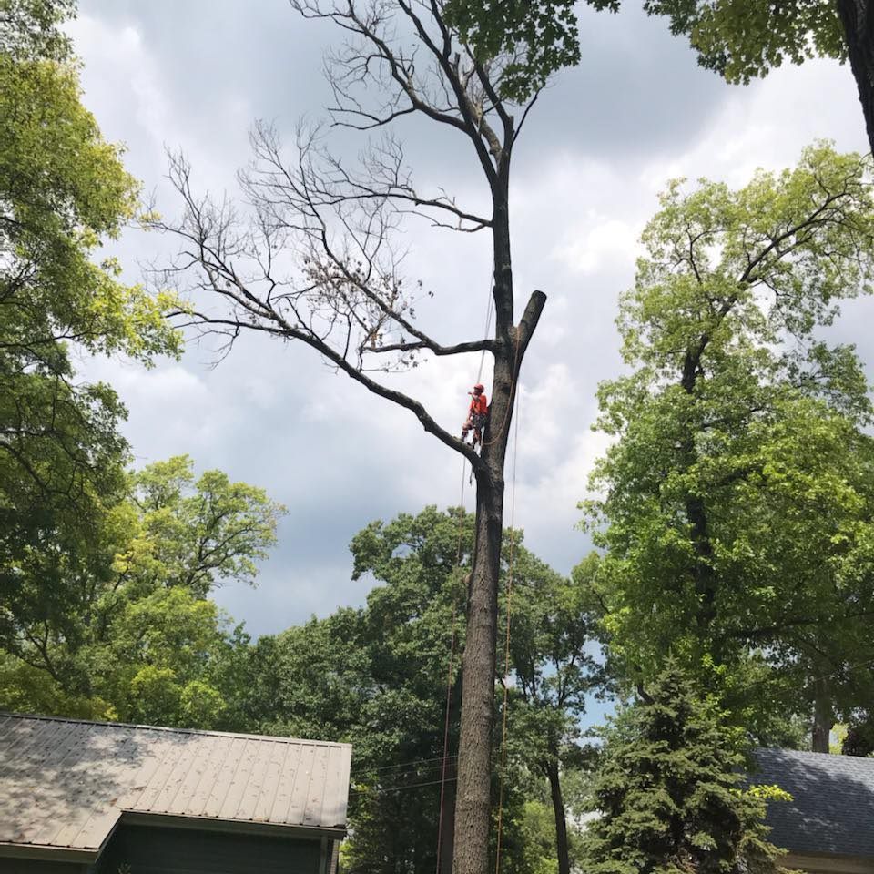 Tree Trimming for General State Property Maintenance in New Haven, IN