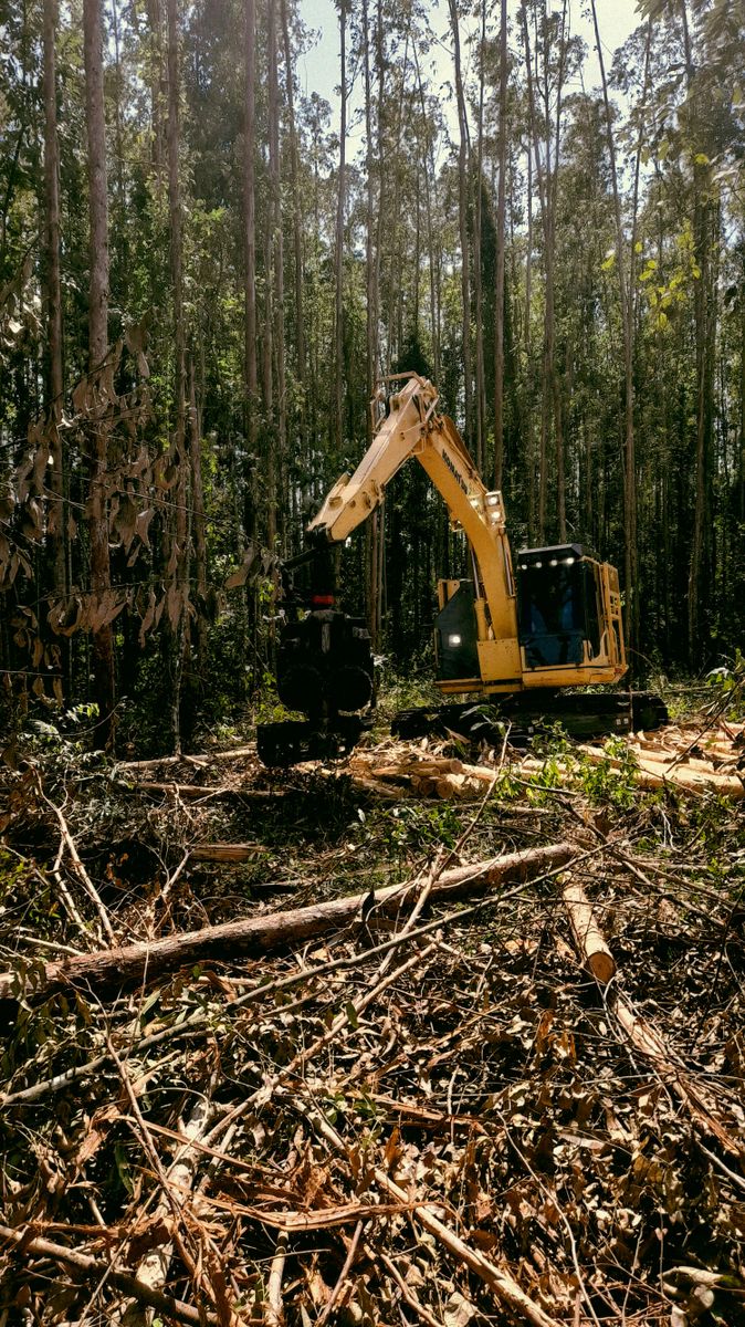 Land Clearing for Golden Empire Services in Lake Charles, LA