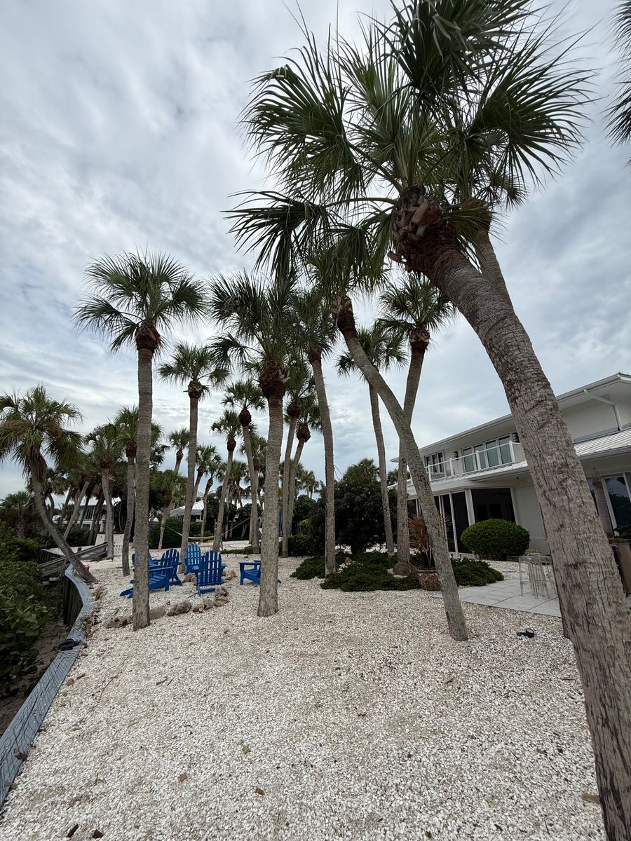 Palm Pruning for Damian’s Tree Care in Sarasota, FL